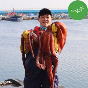 최고다농수산  A급 동해 피문어 생물 1kg