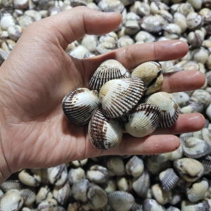 알찬농수산  벌교 새꼬막 중 1kg