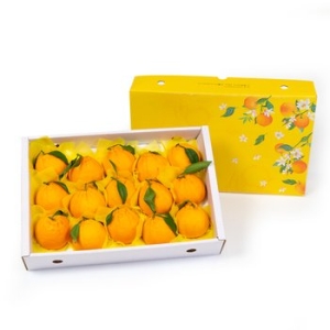 달찐과일  제주 한라봉 고급 선물세트 중간봉 19-25과 5kg