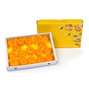 달찐과일  제주 천혜향 고급 선물세트 중향 13-18과 3kg