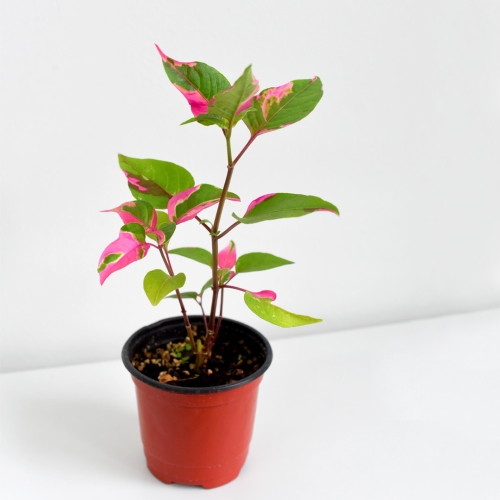 마이플랜트  룬데리 파티타임 싱그러운 소형 식물 모종