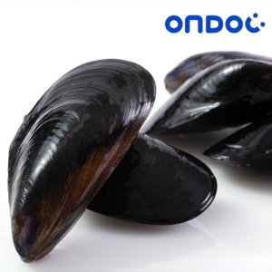 온도씨  세척 생 홍합 5kg