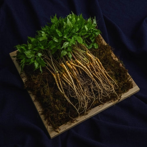 황룡농협  건강한 새싹삼 50뿌리