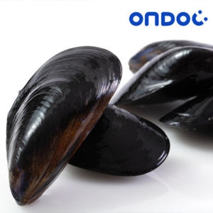 온도씨  세척 생 홍합 3kg