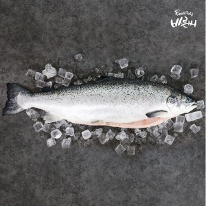 바른씨  노르웨이 연어 6.5kg내외