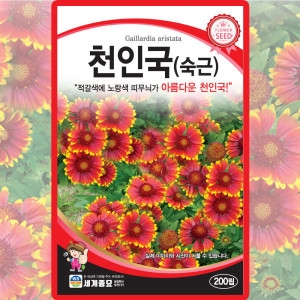 세계종묘  천인국 숙근 씨앗 천인국 씨 야생화 꽃 국화 종자 200립