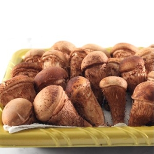 산아래참송이  참송이버섯 특상 1kg