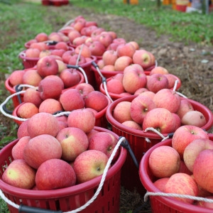 아침햇살영농조합  아삭아삭 사과 햇부사  가정용 실중량9kg
