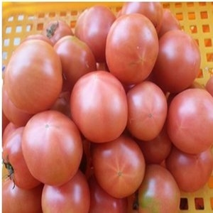 토마토즙/토마토/호박즙/토마토쥬스/당근즙