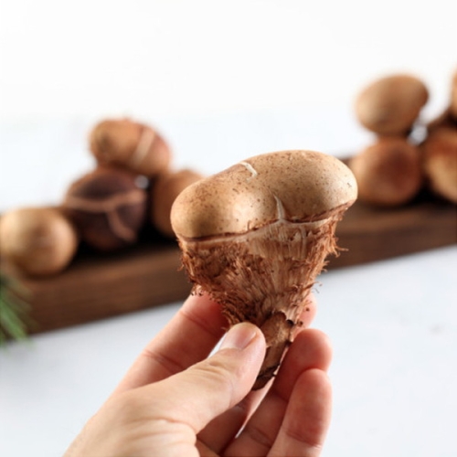 산아래참송이  참송이버섯 특상 500g