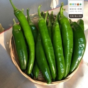 바르다야채 아삭한 오이고추 특 5kg 오이맛고추