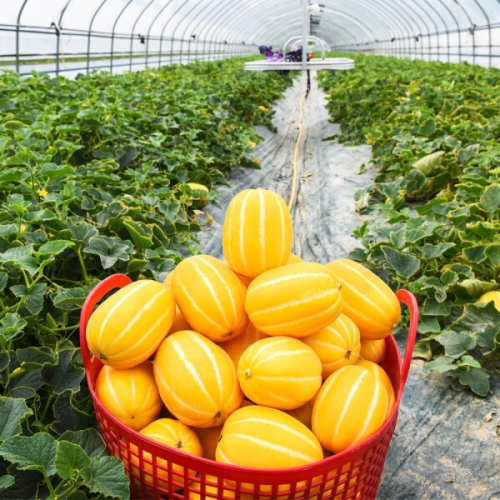 허니유통  혼자먹기 참 외롭다 성주참외 랜덤과 5kg