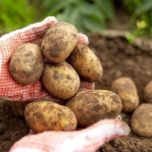 자연품애  포슬포슬 햇감자 5kg 특