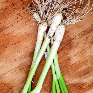 마이플랜트  청농 흑금장파 2000립 씨앗