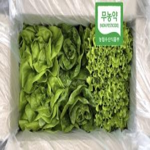 에스앨에스팜 무농약 유럽상추 1kg