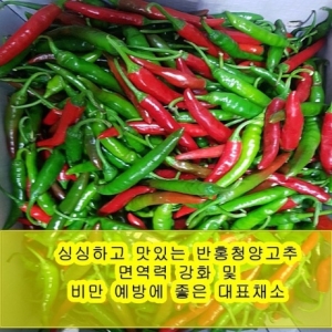 야과몰  싱싱 반홍 청양고추 3kg