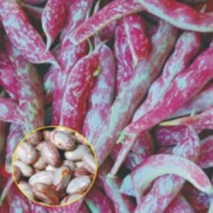 알티피아  얼룩 난쟁이 강남콩 채소 씨앗 씨 종자 품종 콩 30g