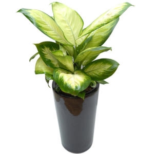 젠틀맨플라워  개업화분 공기정화식물 마리안느 (FR0026)