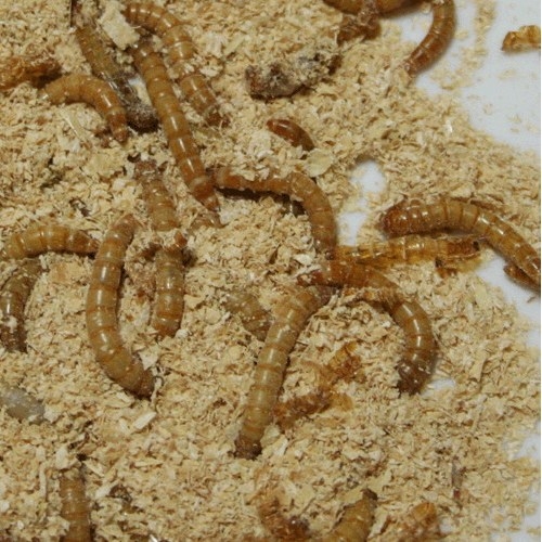 리빙숲  보온포장무료 단백질최강 일반밀웜500마리 슈퍼밀웜