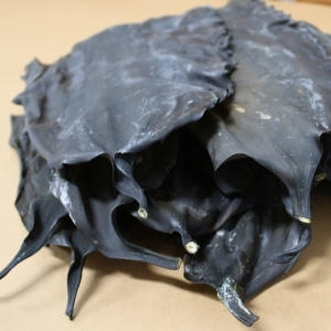 장보고  완도 두툼한 뿌리 다시마