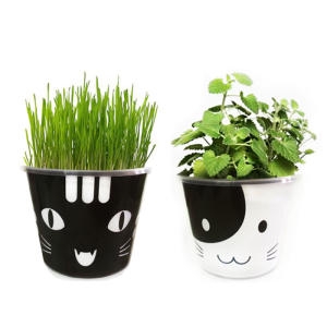 오드리캣 아삭아삭 캣닢 배양토재배키트