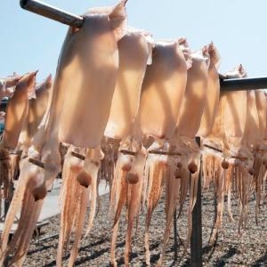 싱싱식탁  국내산 반건조 오징어 10마리 1.1kg