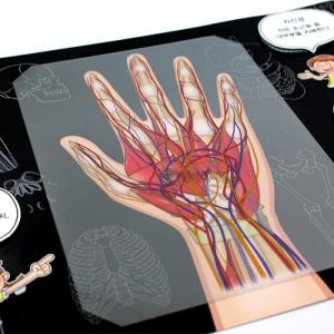 상아  인체의신비-손의 구조모형 1인