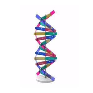 뉴 DNA 입체 모형 만들기