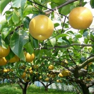 사랑농원  배 15kg