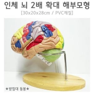 인체 뇌 2배 확대 해부모형R