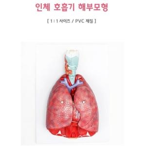 인체 호흡기 해부모형 TO