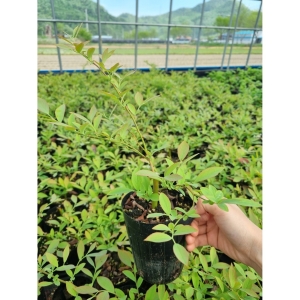 블루베리  묘목 삽목2년 포트묘