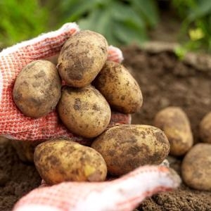 자연품애  포슬포슬 햇감자 5kg 대