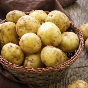 자연맛남  제주직송 포슬포슬 노지감자 대 5kg