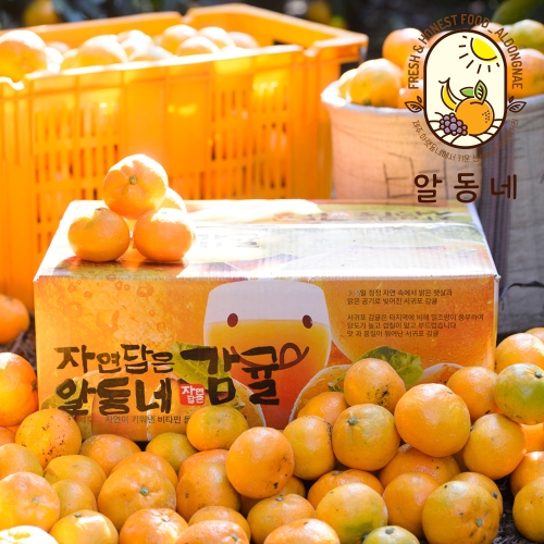산지애 제주 노지감귤 로얄과 4.5kg