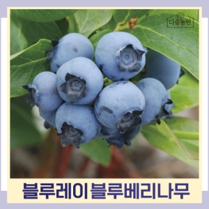 블루베리  듀크 7치화분 결실주 나무 묘목