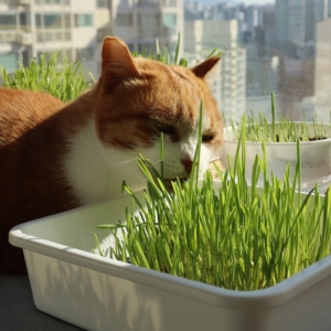 플라팜 캣그라스 고양이풀 보리 재배기 CN9346