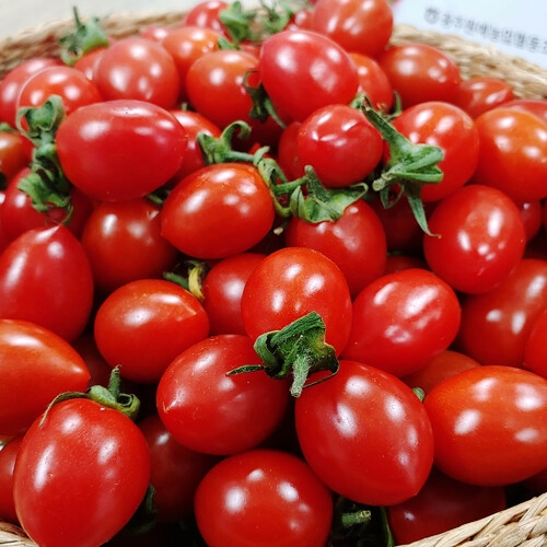 산정마을  대추 방울토마토 4-5번과 5kg