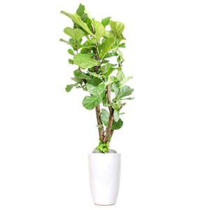 젠틀맨플라워  고무나무 공기정화식물