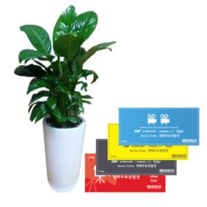 젠틀맨플라워  공기정화식물 스파트필름 (GN1067)