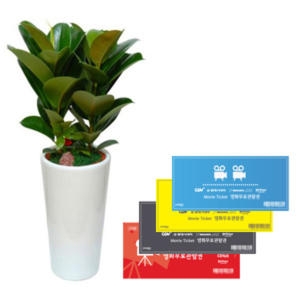 젠틀맨플라워  공기정화식물 고무나무 (GN1009)