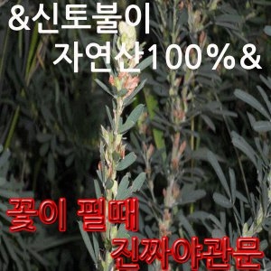 특가자연산야관문 생산자직판 전문