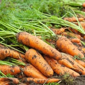 유기농샵  초록한입 국내산 유기농 당근 2kg 단품없음