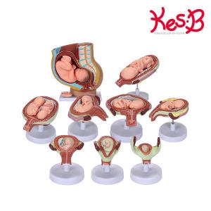 네이처 태아발육모형 (2024)