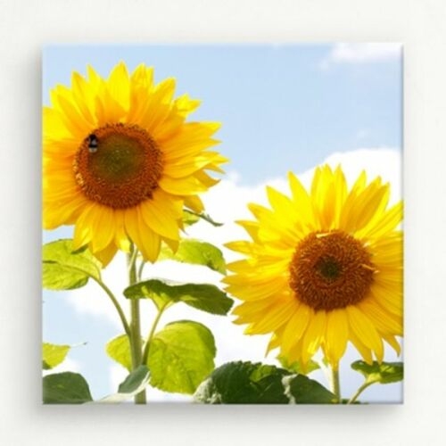 꾸밈  cw286-행운의상징해바라기