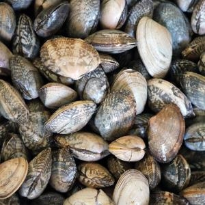 하전바지락  고창 하전갯벌 참 바지락 10kg