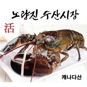 대진유통  캐나다산 살아있는 활 랍스타  한정세일
