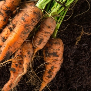 싱싱한  국내산 흙당근 10kg 중