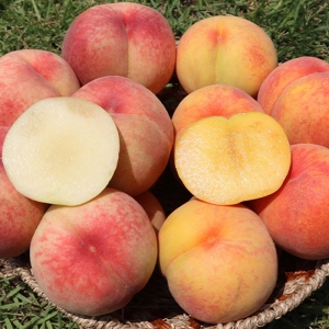 남양농산 햇사래 장호원 황도복숭아 3kg 11-12과