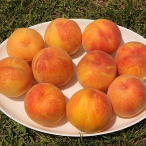 남양농산 햇사래 장호원 황도복숭아 4kg 14-16과